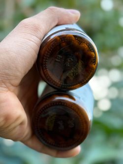 کینوکوپلاتینیوم(AHCC) برند کوالیتی آف لایف - تصویر 3